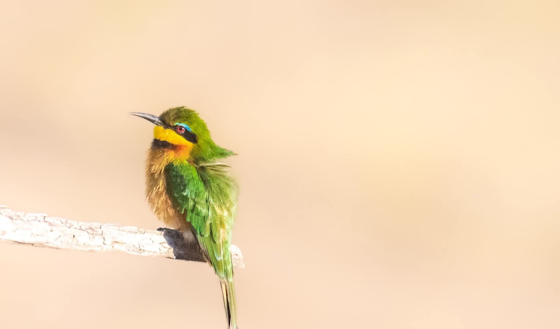 Close-up of a small colorful bird perched on a branch in Malawi